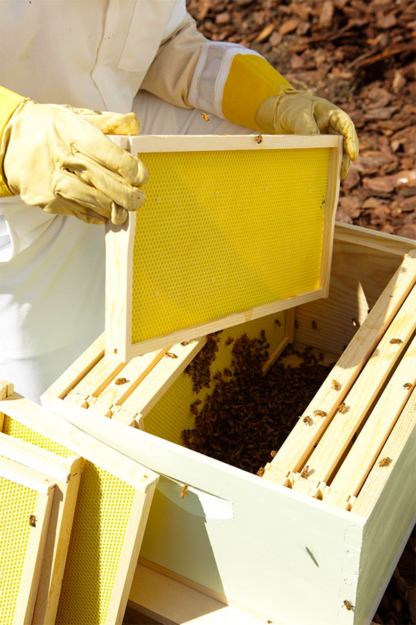 Bee Hive Frames and Wax Foundations