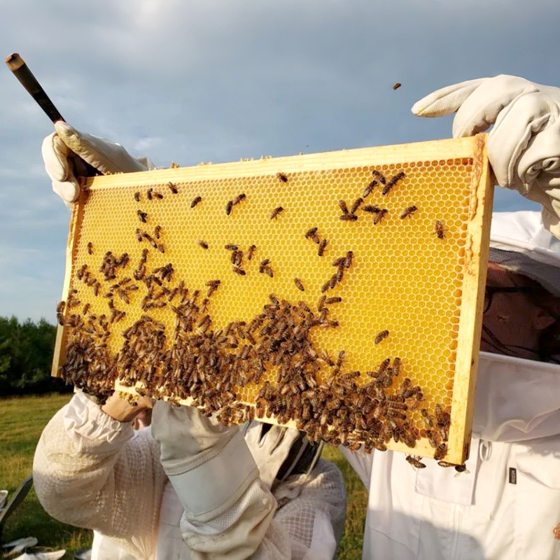 Bee Hive Frames and Wax Foundations